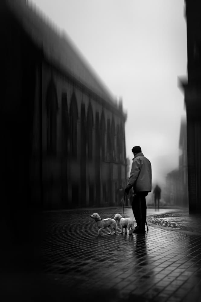 Misty Street With Dogs by Amer Jassim — canvas wall art