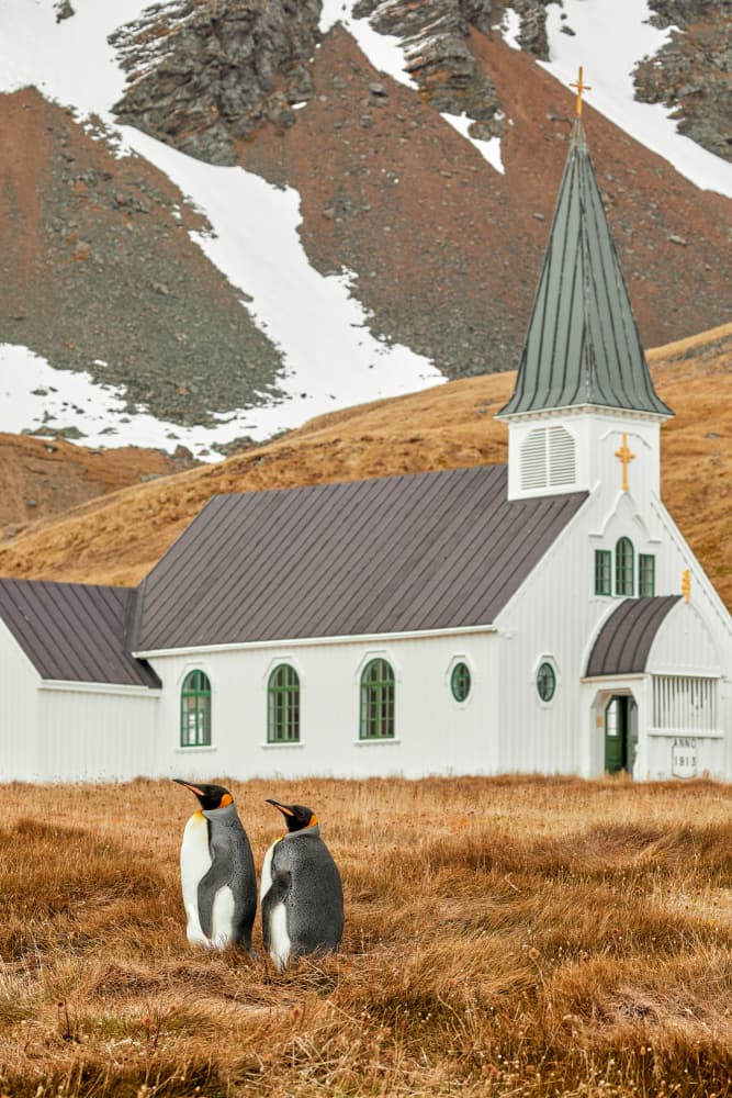 King Penguins Remote Church by Wiolett — canvas wall art