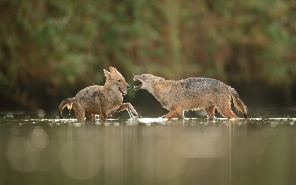 Wild Jackals Confrontation by Assaf Gavra — canvas wall art