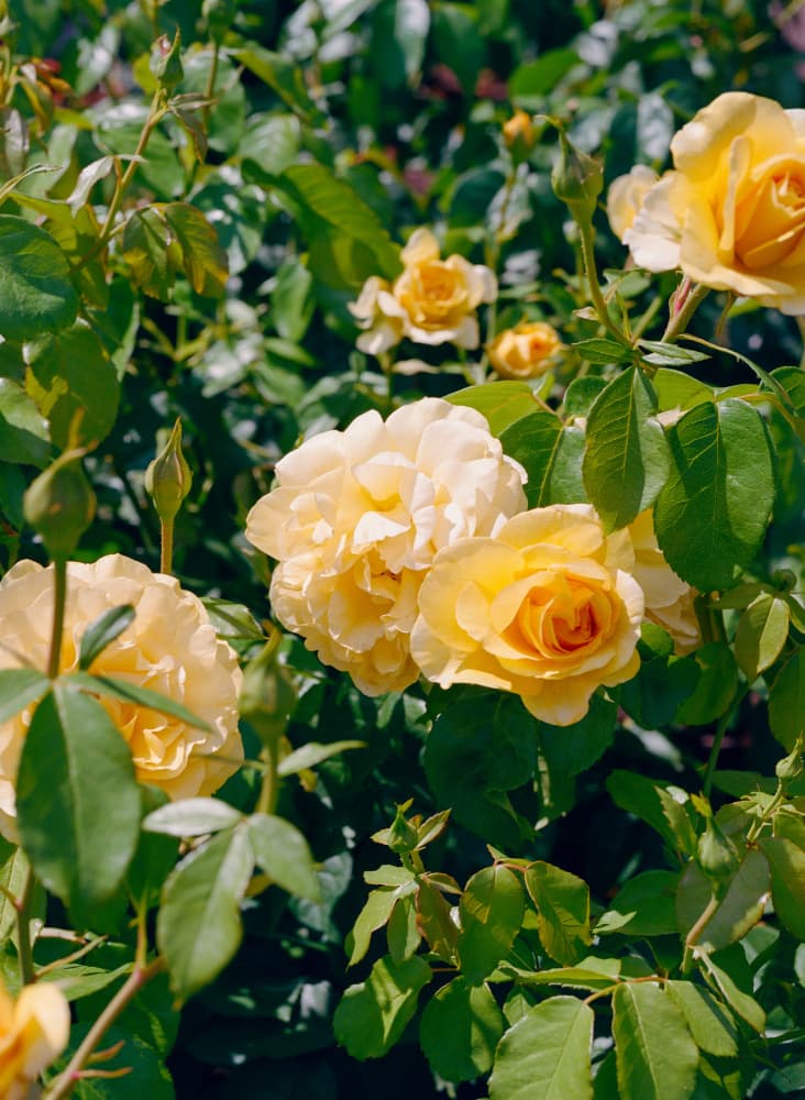 Bright Yellow Roses by Bethany Young — canvas wall art
