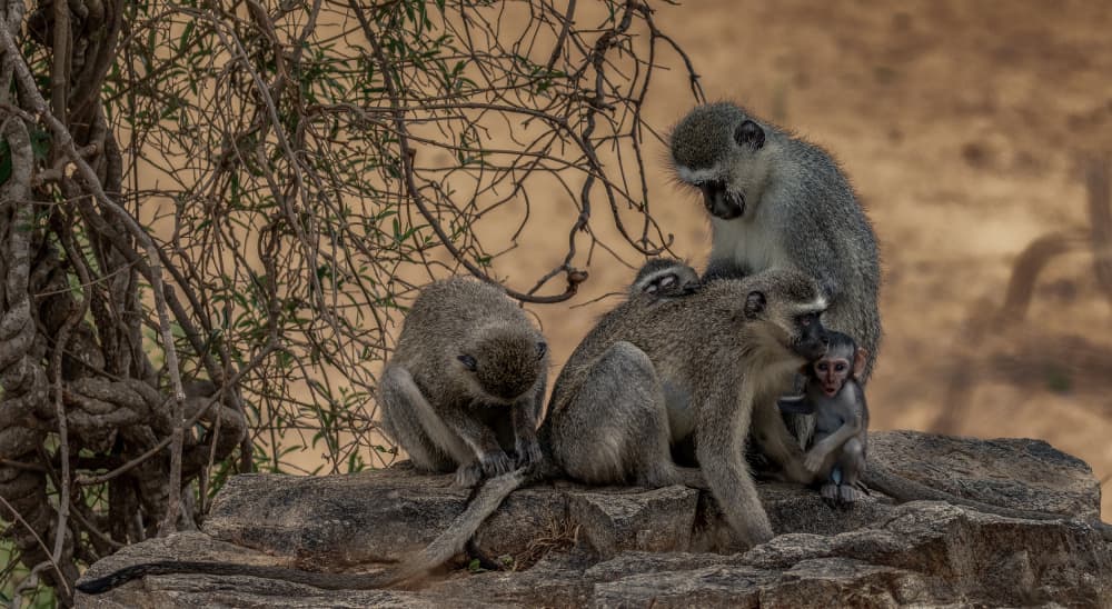 Monkey Family on Rocks by Peet van den Berg — canvas wall art