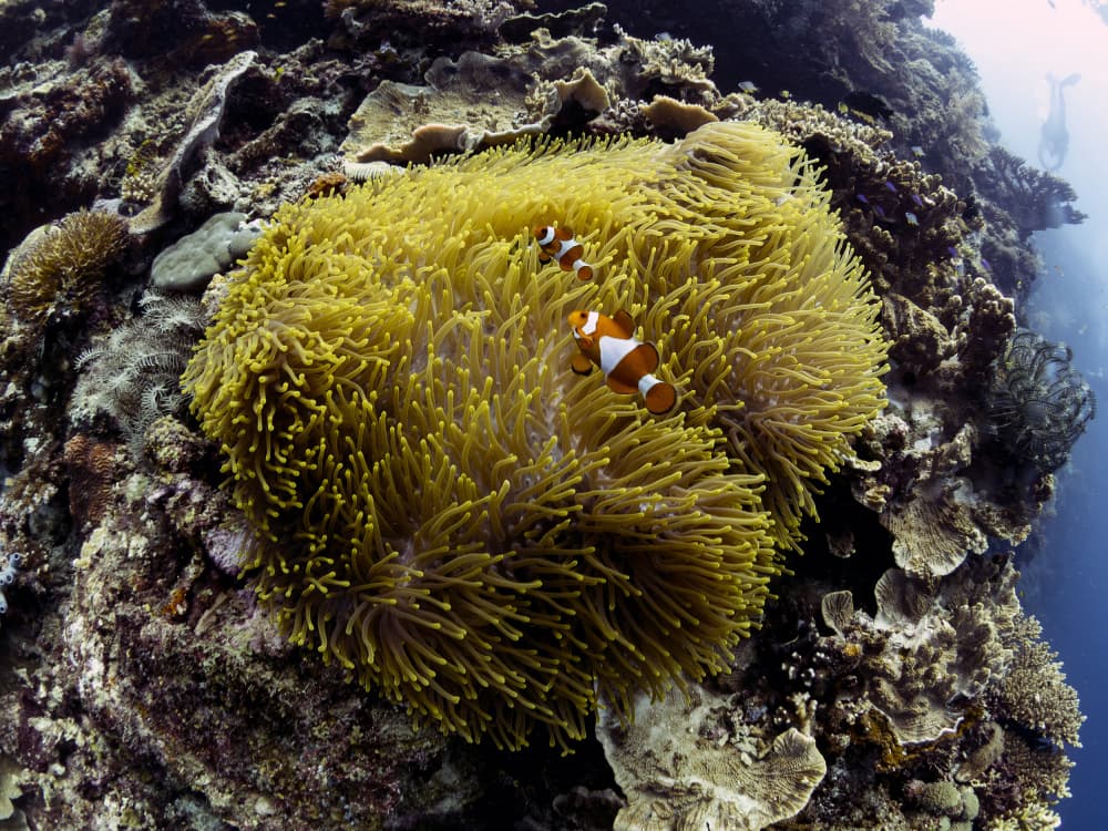 Vibrant Clownfish Anemone by Ilan Ben Tov — canvas wall art