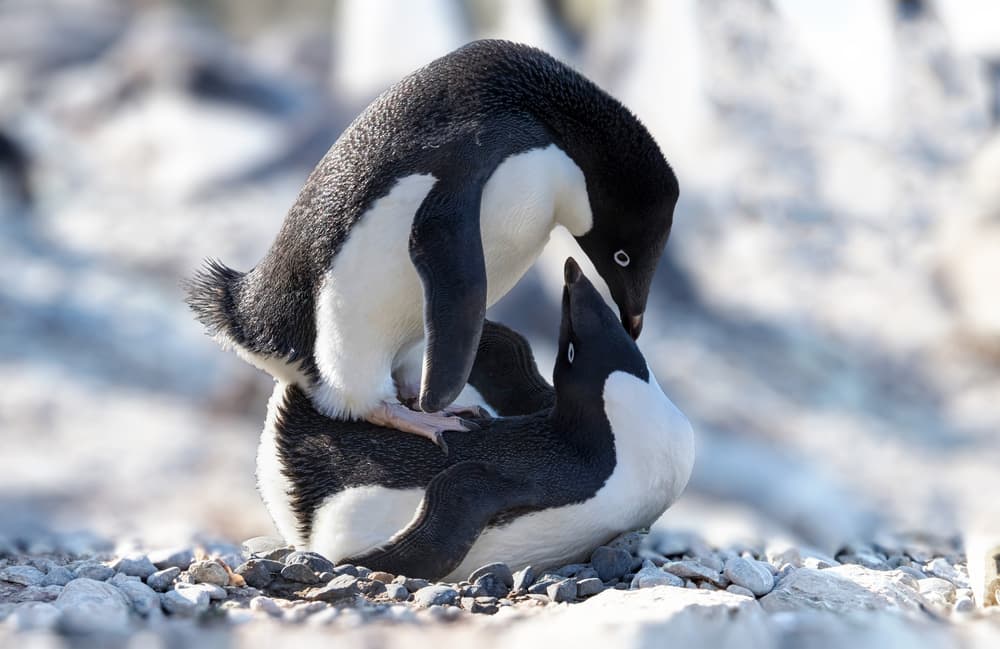 Mating Adelie Penguins by Siyu_Wei APA — canvas wall art