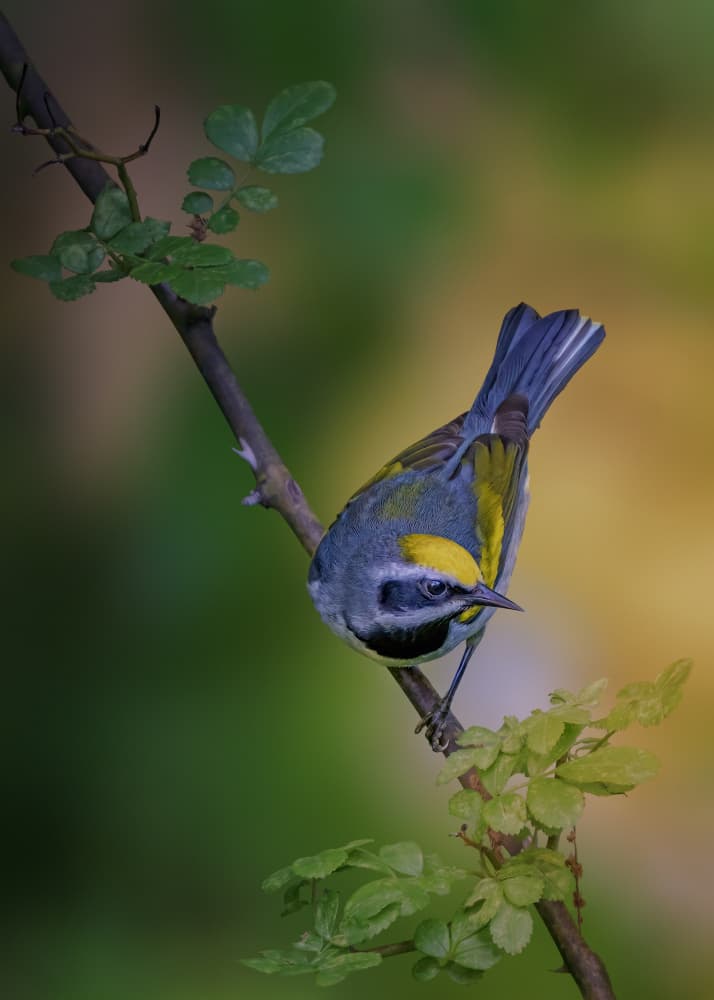 Vibrant Woodland Warbler by Jacob (Jian) Xu — canvas wall art