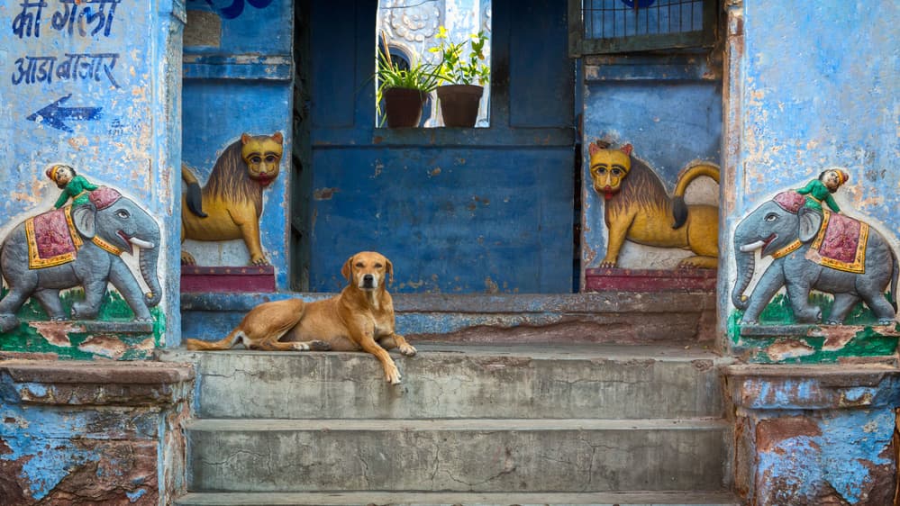 Blue City Dog Guardians by Ahmed Abdulazim — canvas wall art