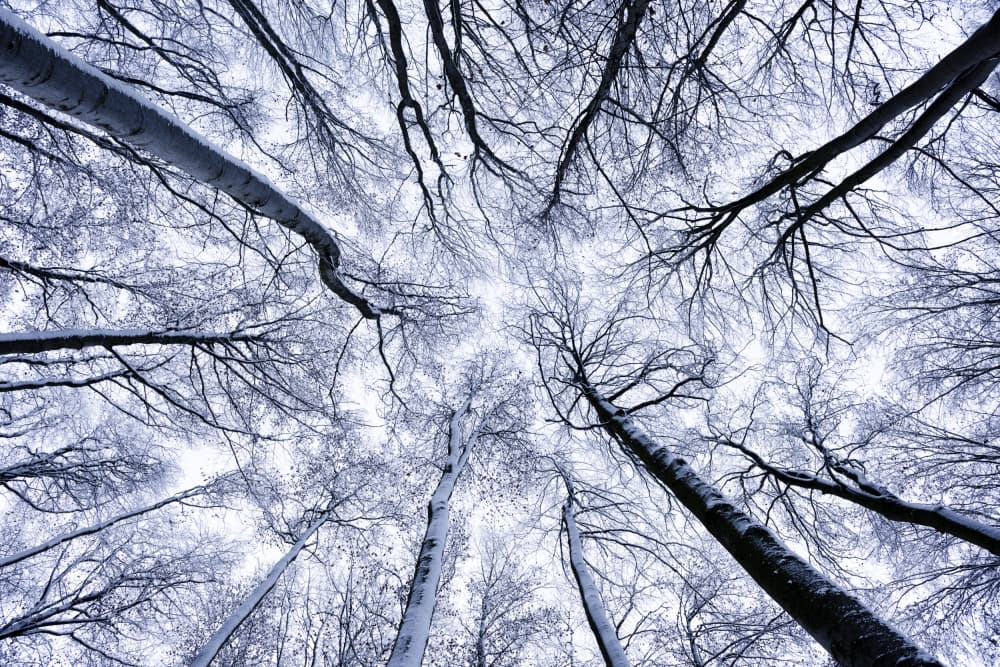 Up II by Stefan Hefele — canvas wall art