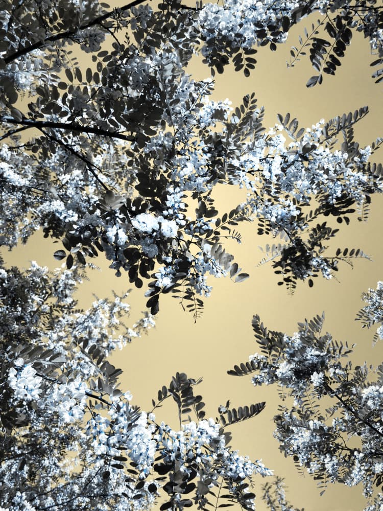 White Blooms Golden Sky by Angelo Cerantola — canvas wall art