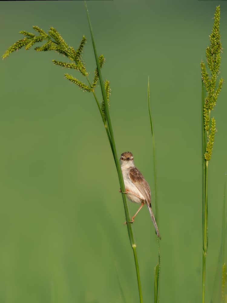 Small Bird on Green Stalk by Rajat Dhesi — canvas wall art