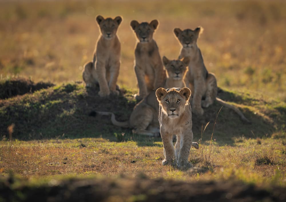 Lion Cubs in Golden Light by Mohammad Mirza — canvas wall art