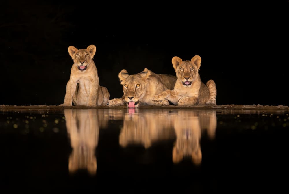 Lions Cubs Night Reflection by MIN LI — canvas wall art
