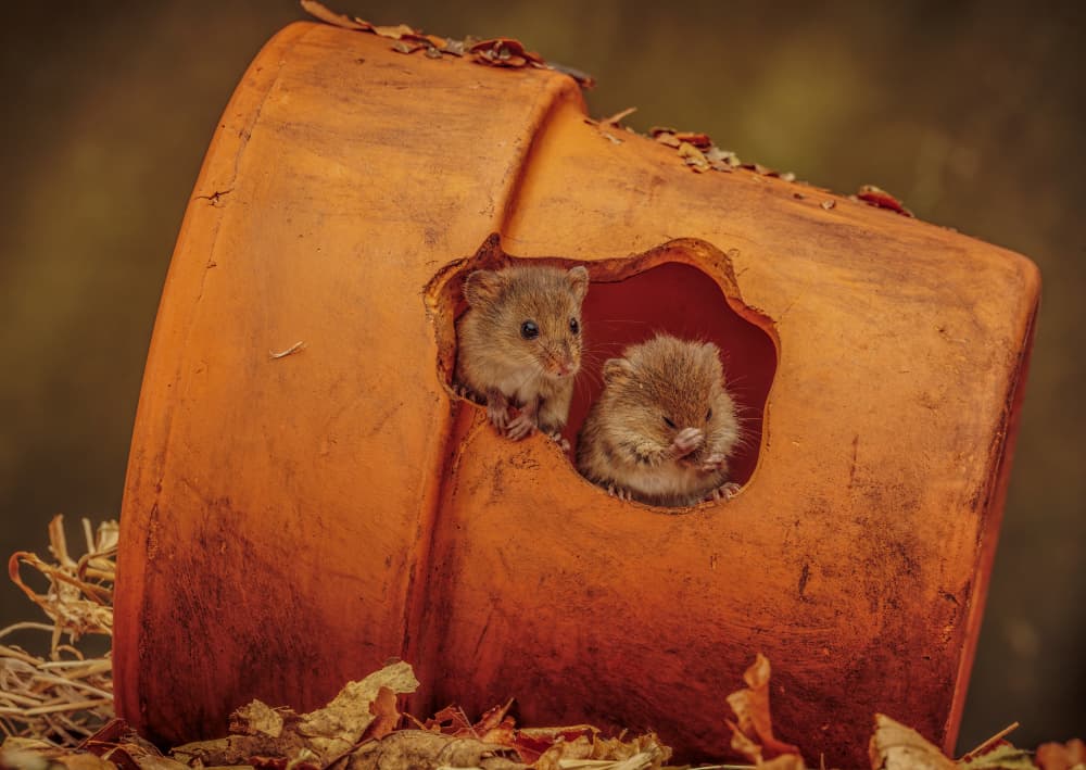 Two Cozy Harvest Mice by David Bennion — canvas wall art