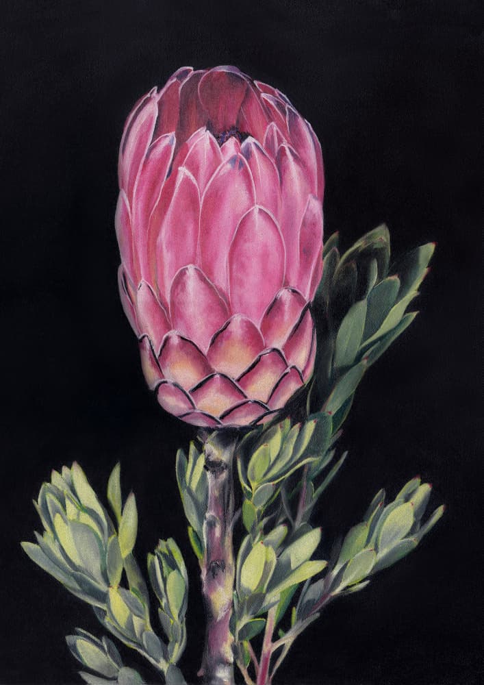 Exotic Pink Protea by Viccy Wanliss — canvas wall art
