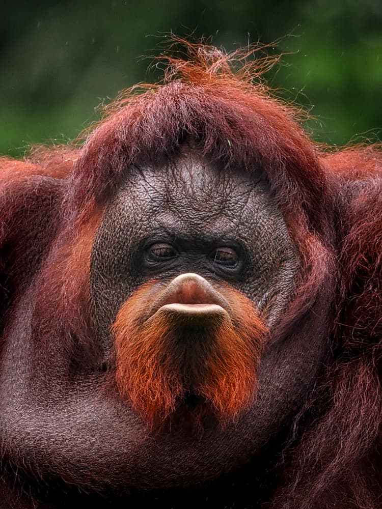 Pensive Orangutan Portrait by Prabu Dennaga — canvas wall art