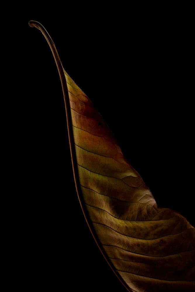 Elegant Leaf Detail by Lotte Grønkjær — canvas wall art