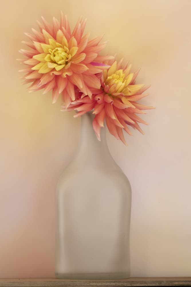Soft Dahlias in Vase by Linda D Lester — canvas wall art