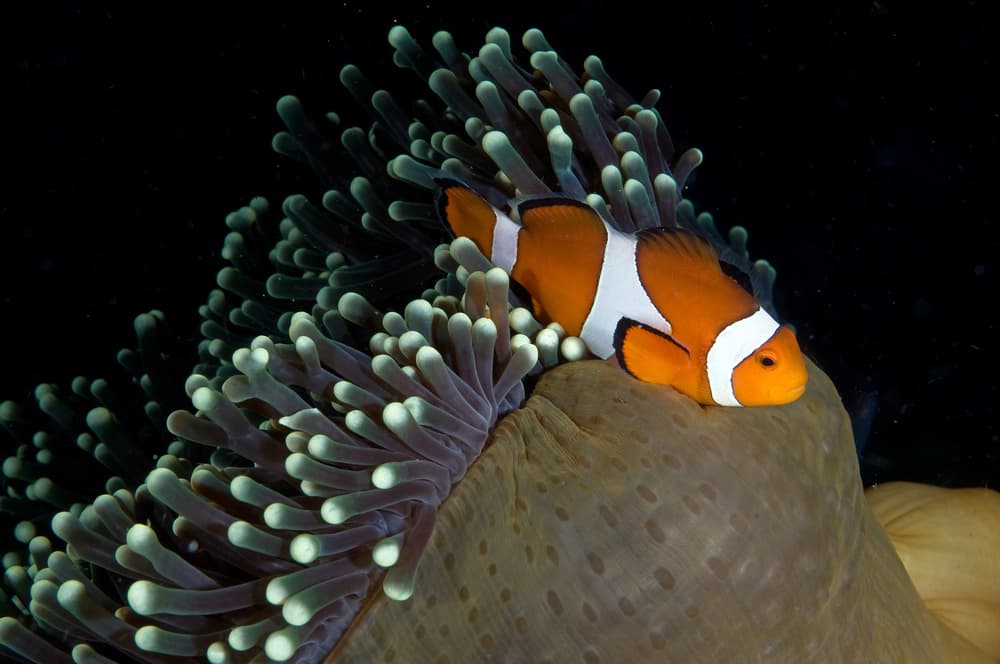 Clownfish On Anemone by Ilan Ben Tov — canvas wall art