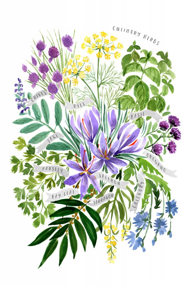 Watercolor Culinary Herbs by Rosana Laiz Blursbyai — canvas wall art