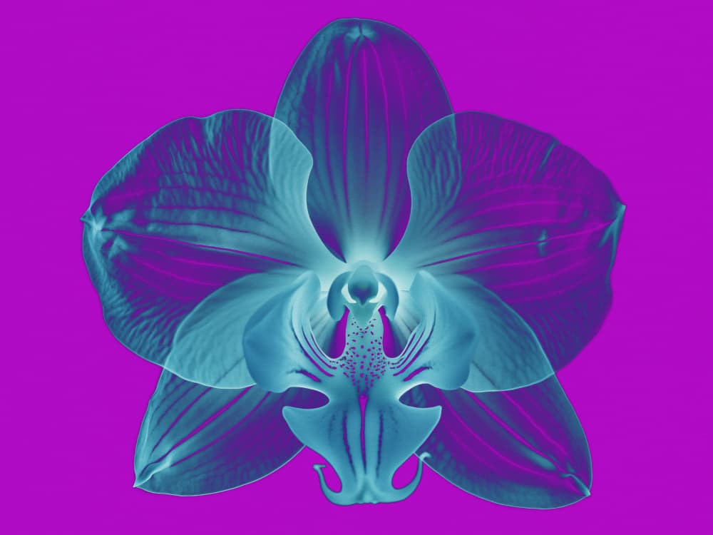 Neon Orchid Bloom by Andreas Magnusson — canvas wall art