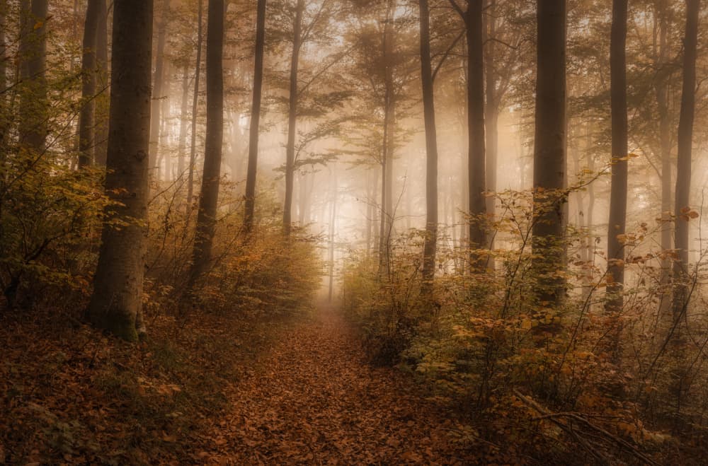 Misty Autumn Forest Path by Norbert Maier — canvas wall art