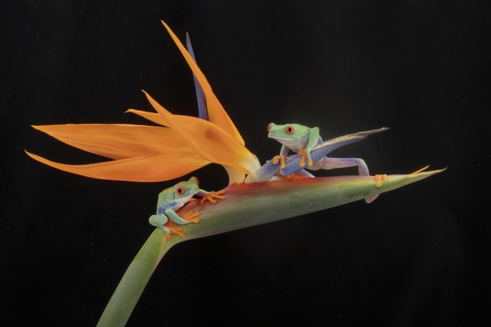 Red-Eyed Frogs on Paradise Flower by Linda D Lester — canvas wall art