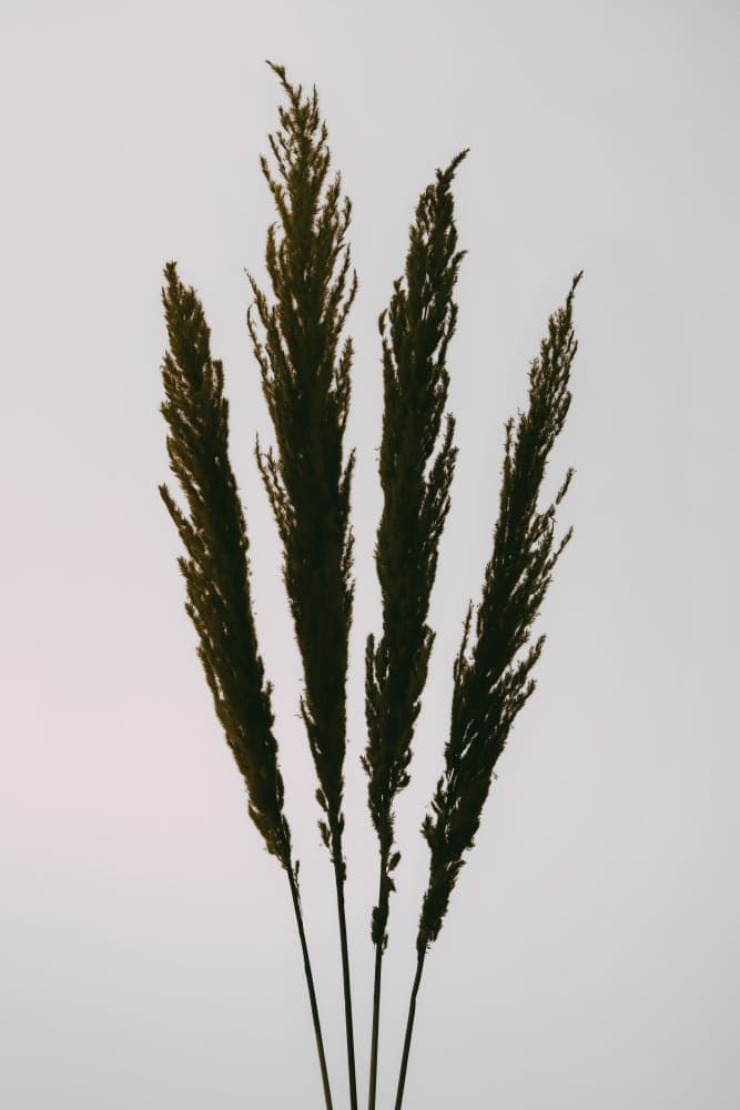 Pampas Grass Silhouette by Pictufy Studio III — canvas wall art