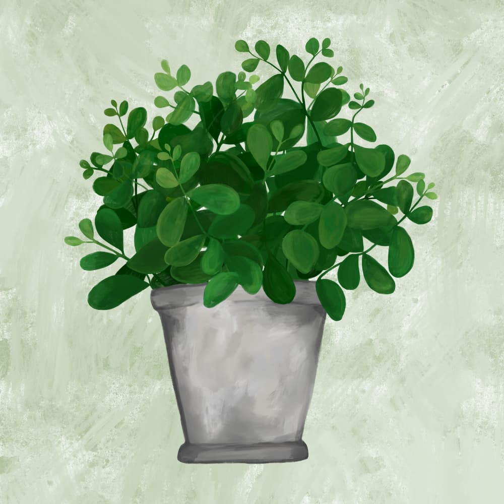 Vibrant Indoor Plant by EMELIEmaria — canvas wall art