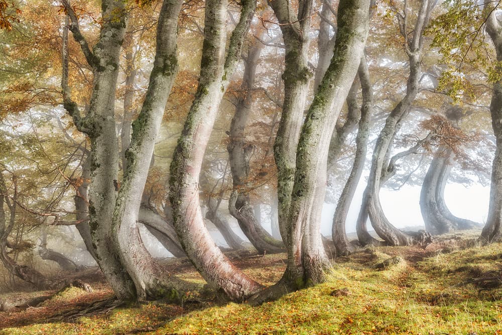 Curved Trees in Mist by Luigi Ruoppolo — canvas wall art