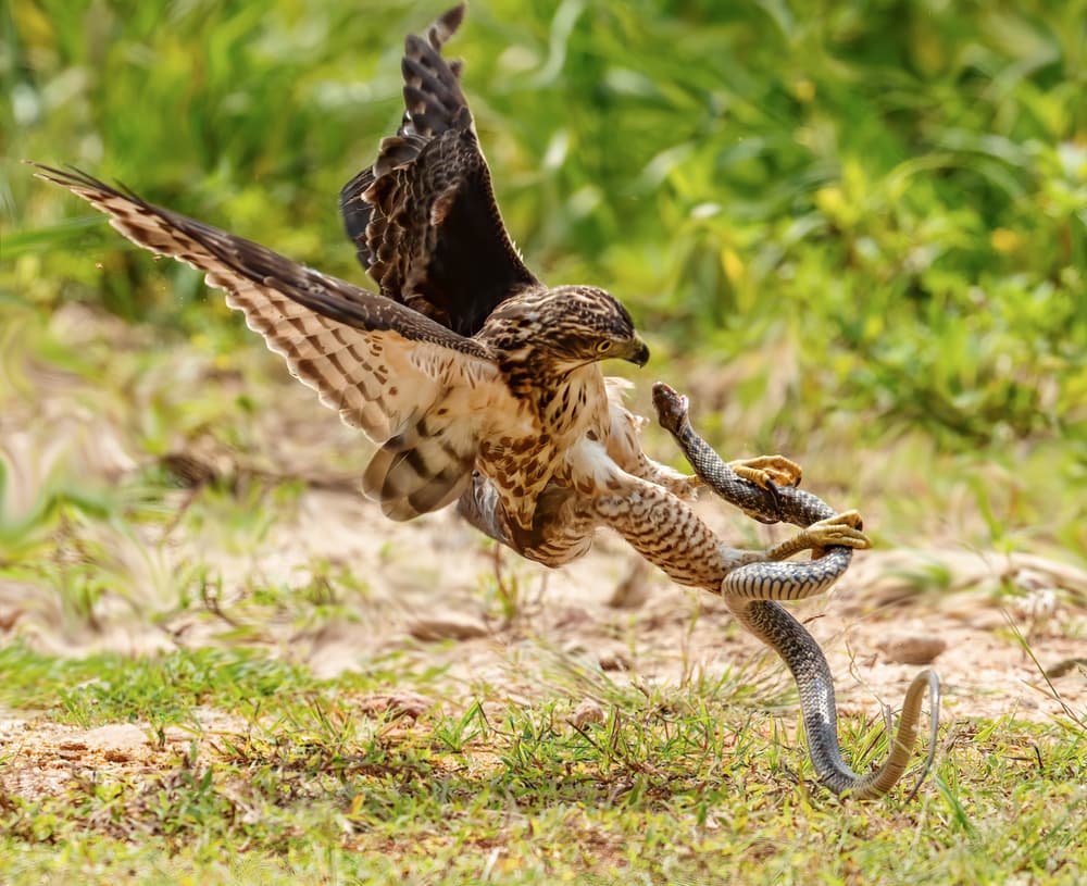 Hawk Catches Snake by Taksing (吉星高照) — canvas wall art