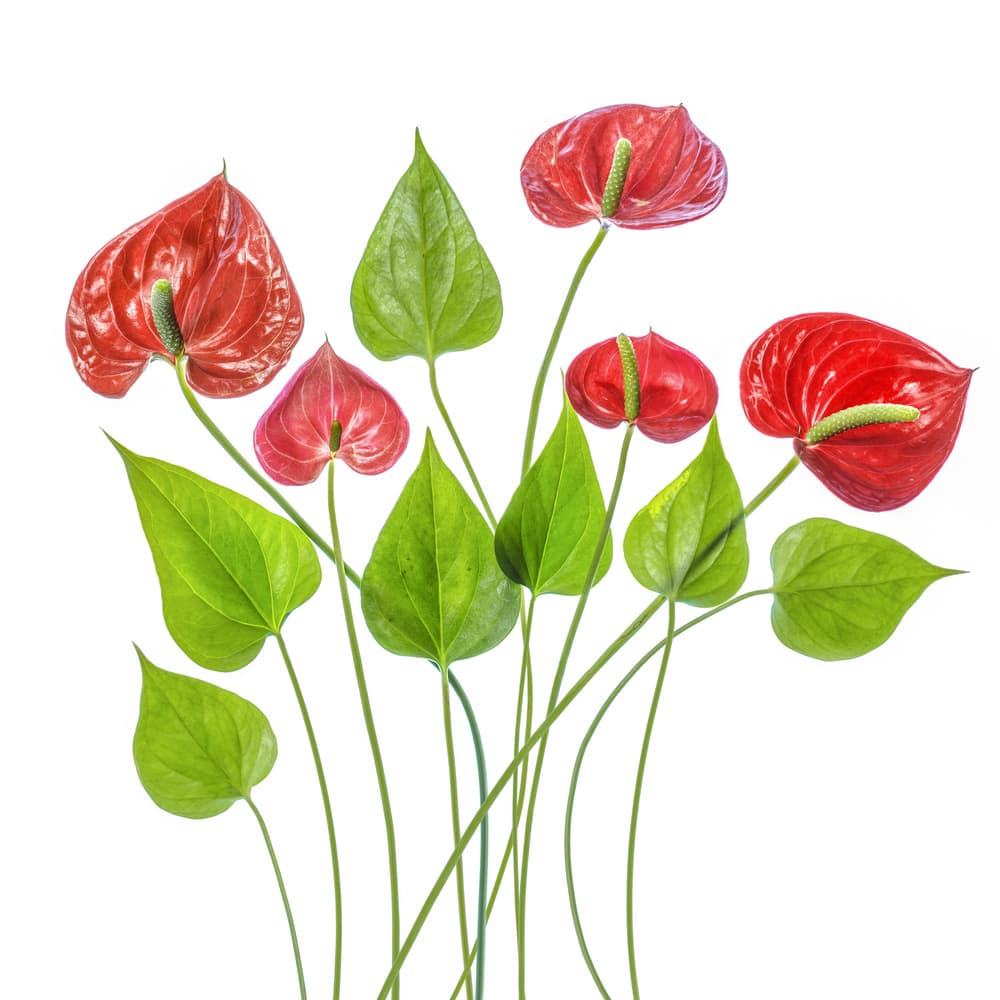 Anthurium by Mandy Disher — canvas wall art