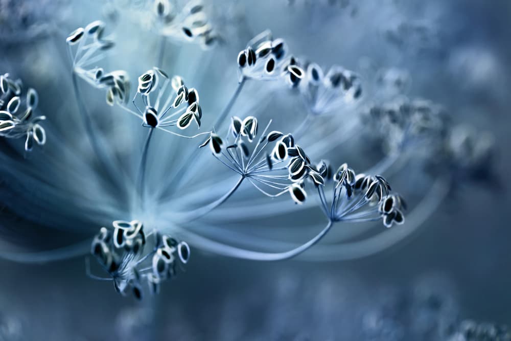 Dill by Mandy Disher — canvas wall art