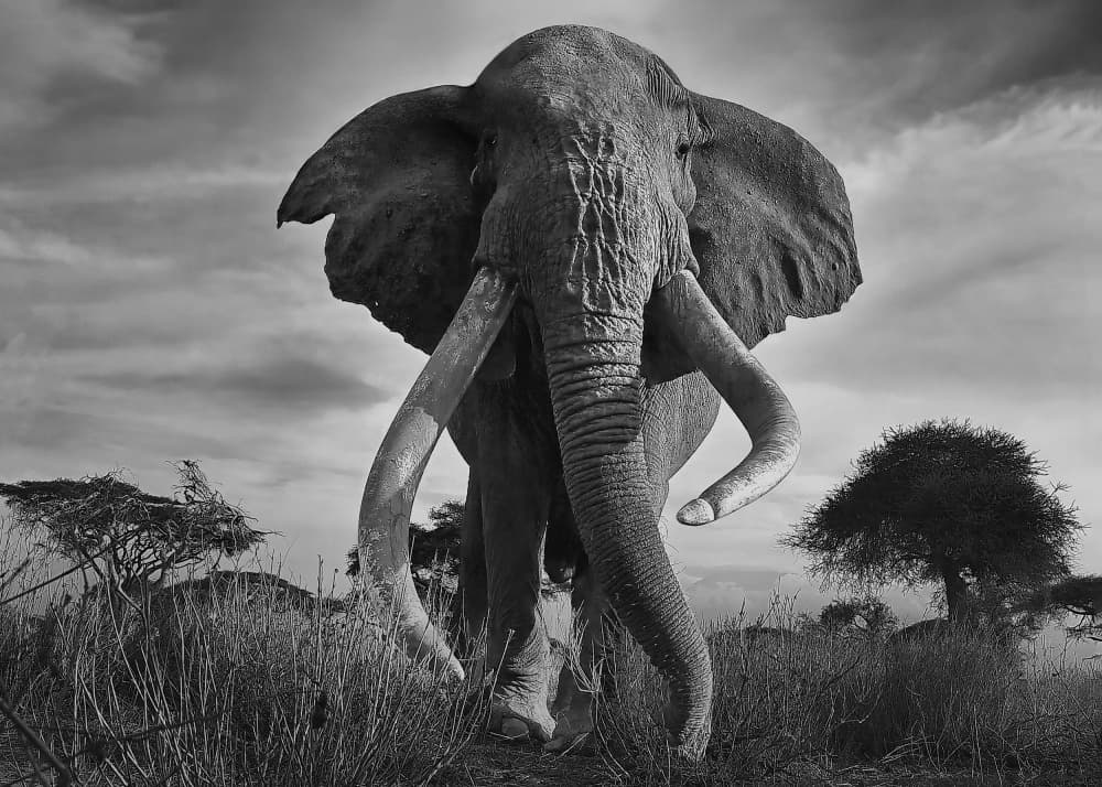 Majestic African Elephant by Jennifer Lu — canvas wall art