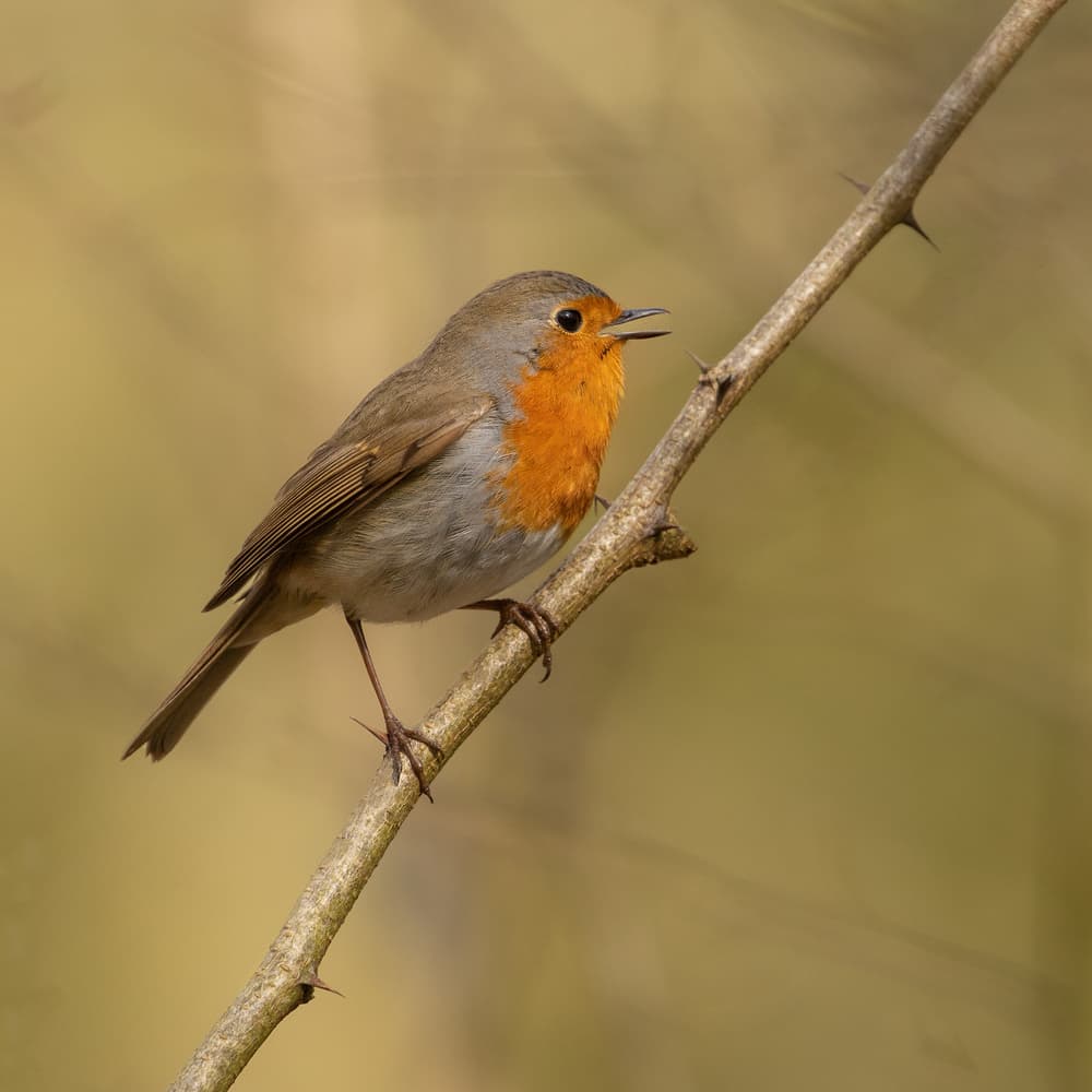 Singing Robin on Branch by Annie Keizer — canvas wall art