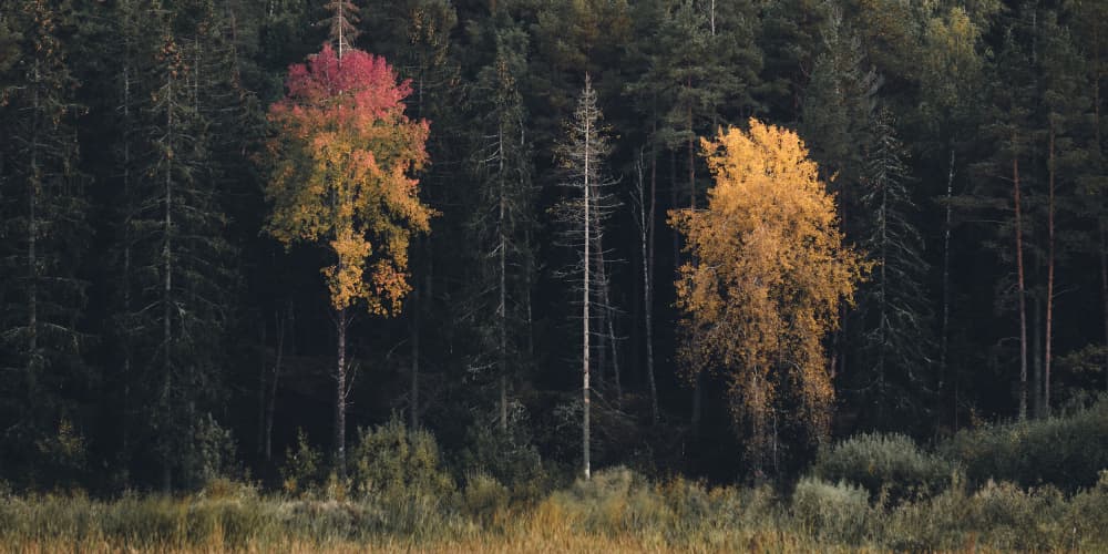 Autumn Forest Contrast by Hamed Bank — canvas wall art