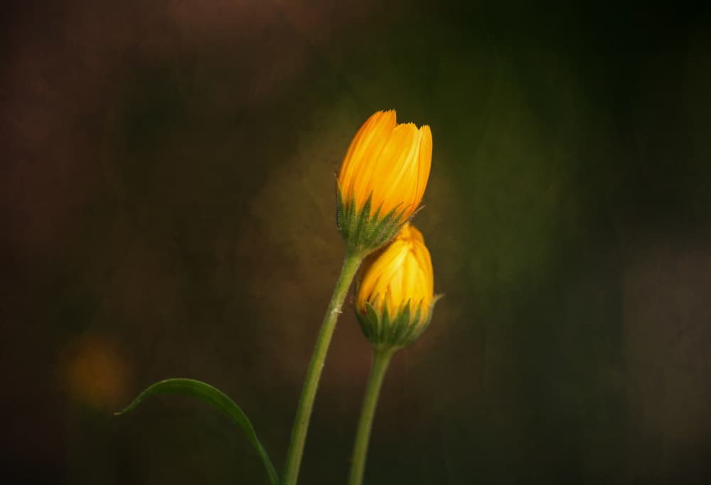 Soft Yellow Buds by Xiang yang Cui — canvas wall art