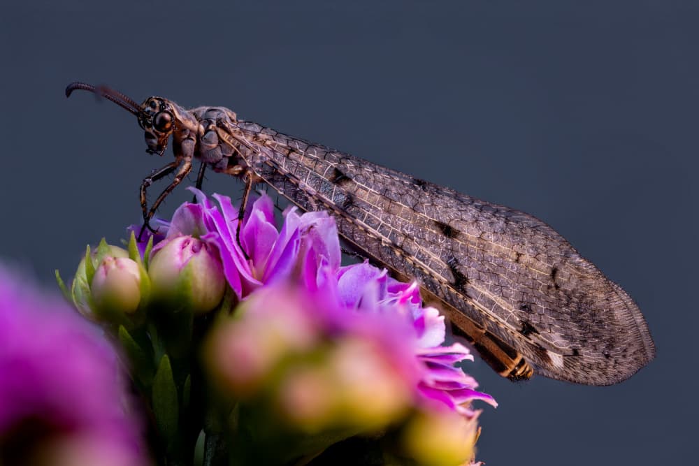 Delicate Insect on Purple Bloom by Azim Khan Ronnie — canvas wall art