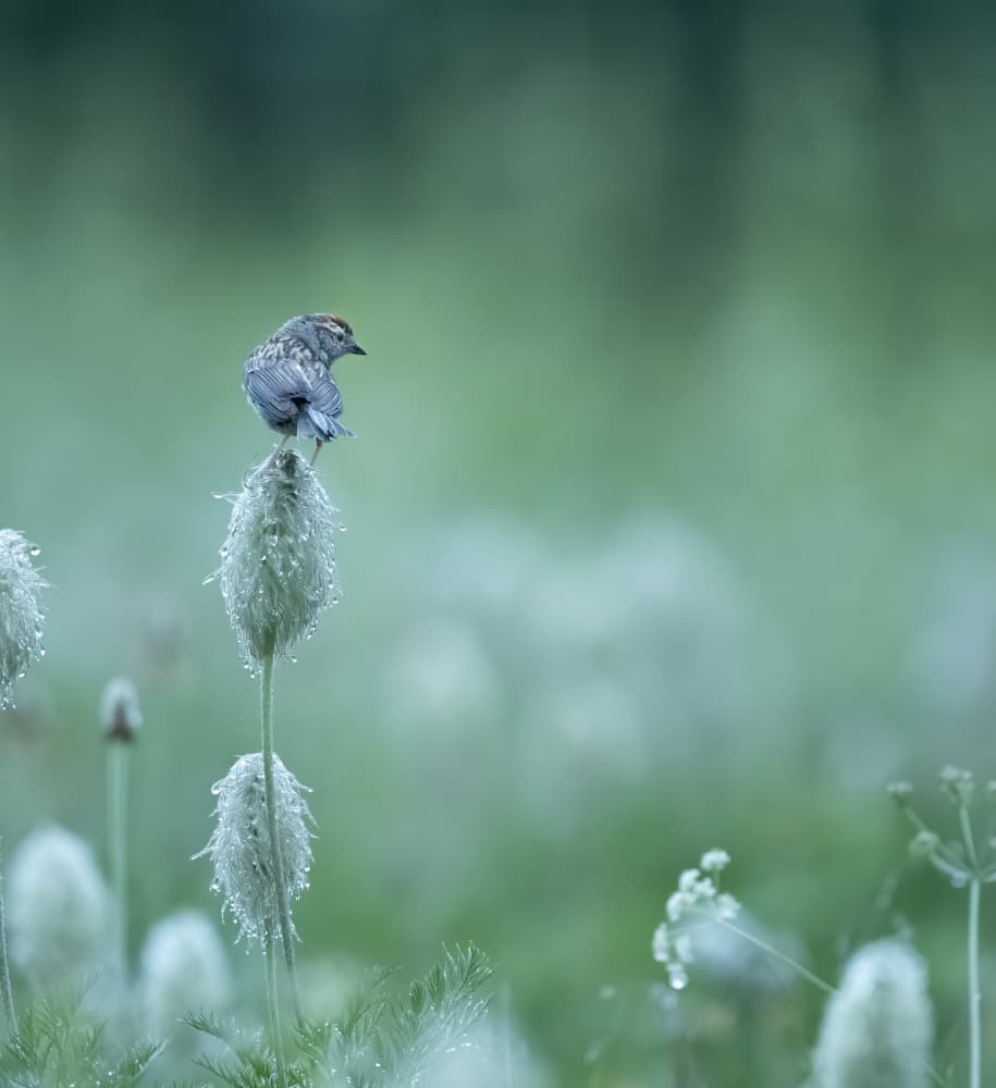 Morning Bird Dewdrops by Judy Tseng — canvas wall art
