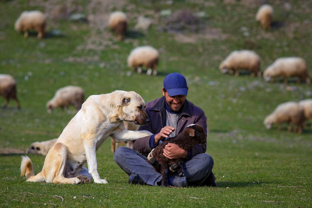 Man Dog and Lamb by Suleyman Uzumcu — canvas wall art