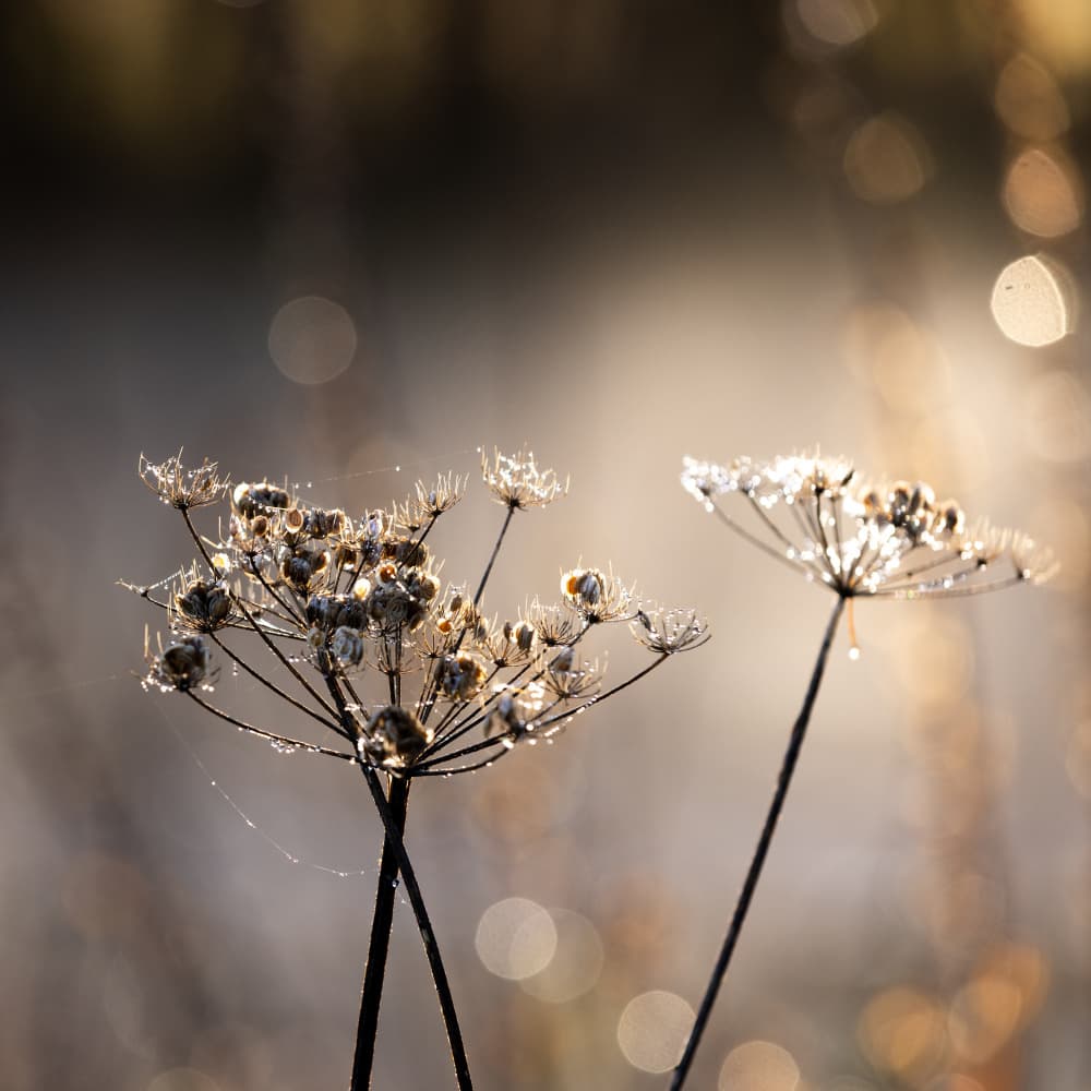 Golden Hour 6 by Mareike Böhmer — canvas wall art