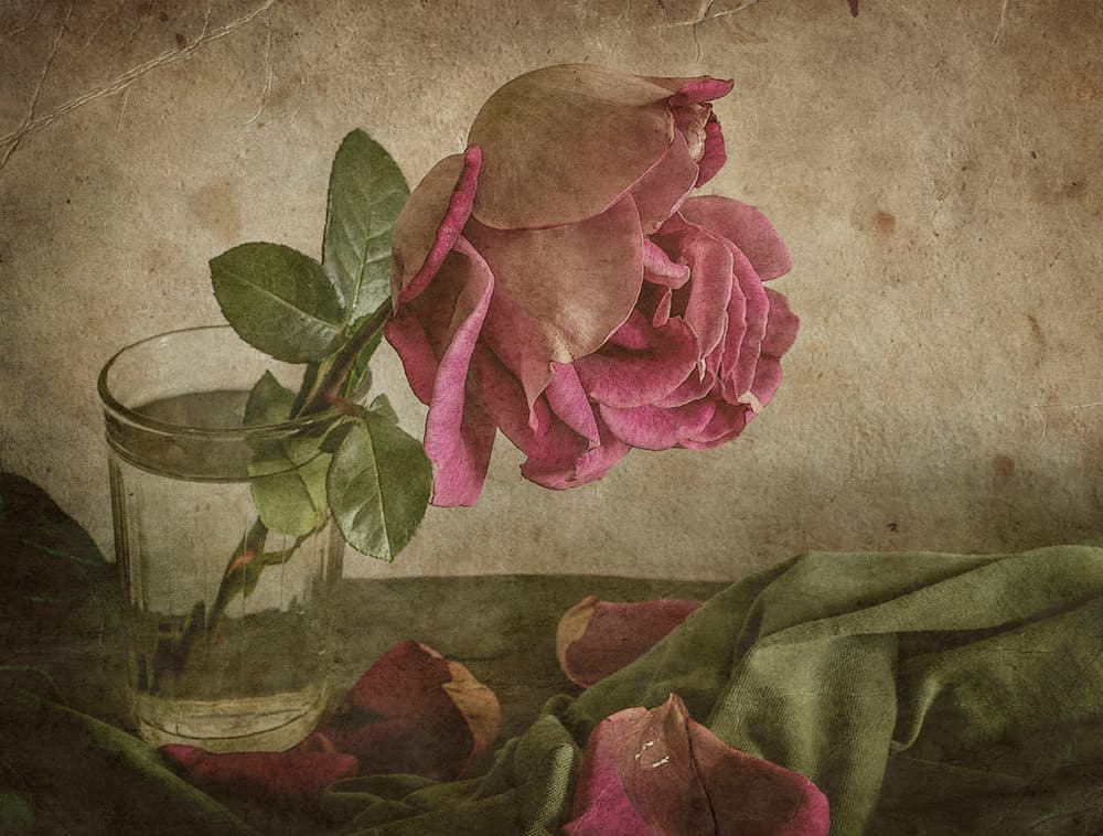 Fading Rose Still Life by Igor Tokarev — canvas wall art