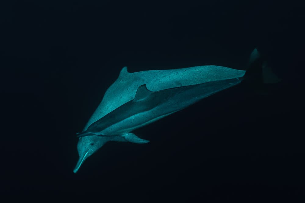 Dolphin Mother and Calf by Serge Melesan — canvas wall art