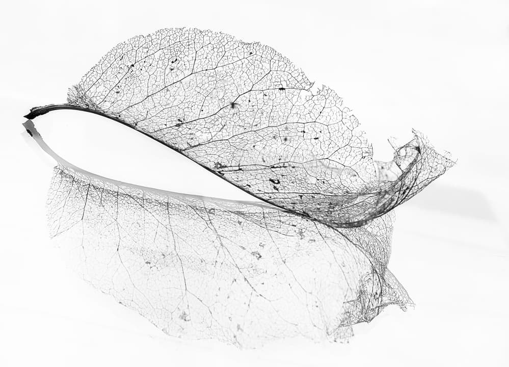 Skeleton Leaf Reflection by Katarina Holmström — canvas wall art