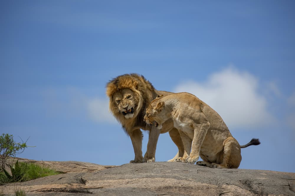 African Lion Pair by Alessandro Catta — canvas wall art