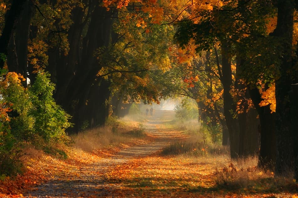 Golden Autumn Path by Przemyslaw Kruk — canvas wall art