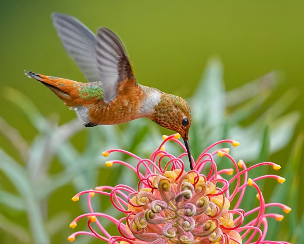Vibrant Hummingbird Flower by Xiaojian Huang — canvas wall art
