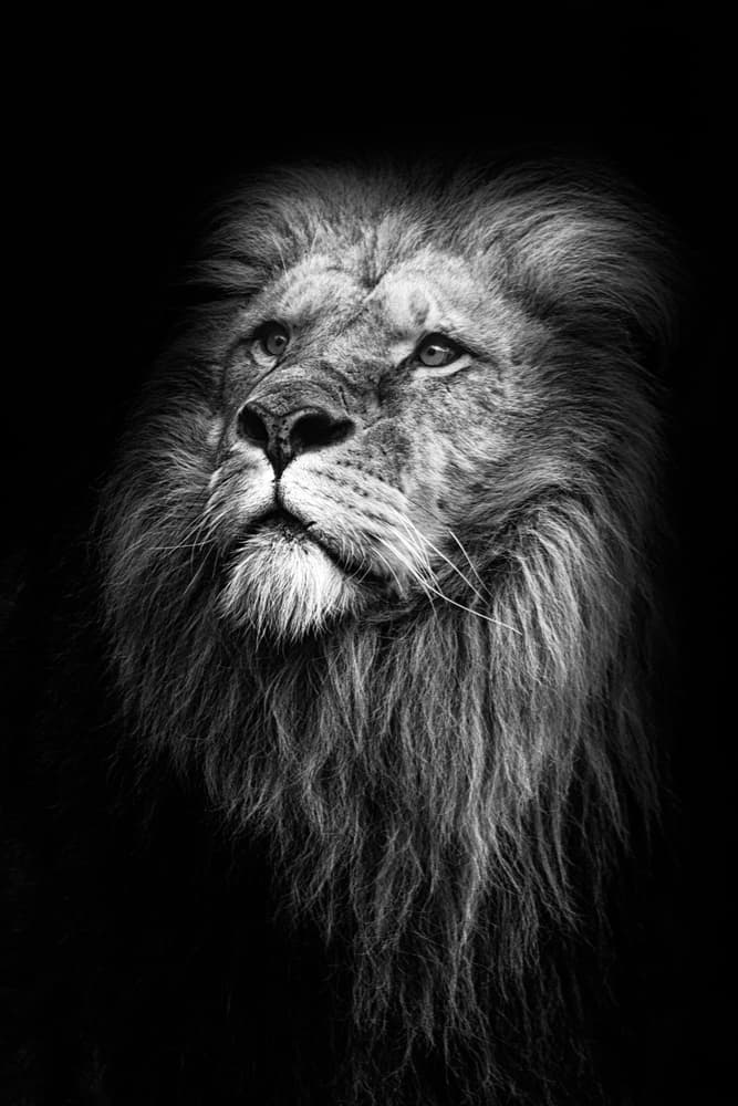 Dark Lion Portrait by Mirjam Delrue — canvas wall art