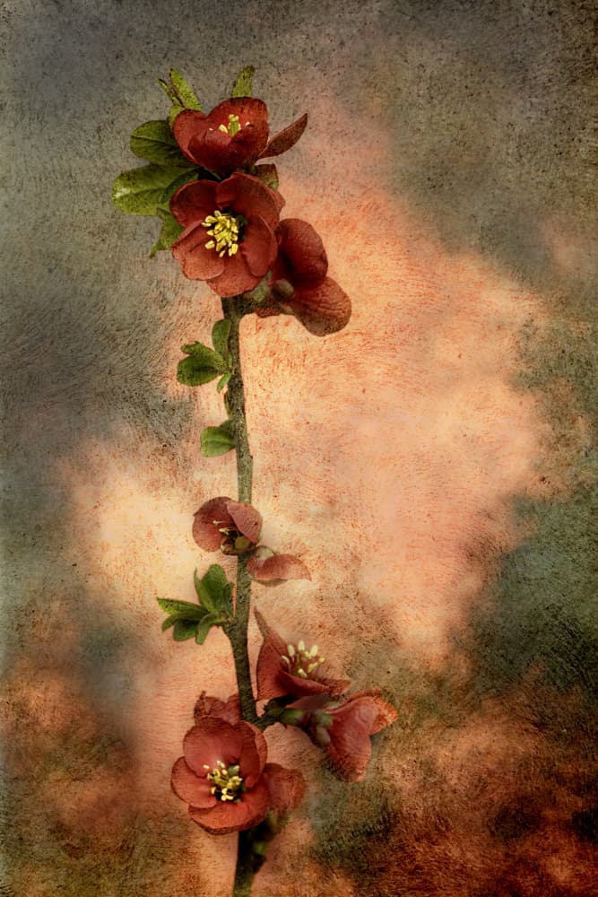 Rustic Flowering Branch by Marie-anne Stas — canvas wall art