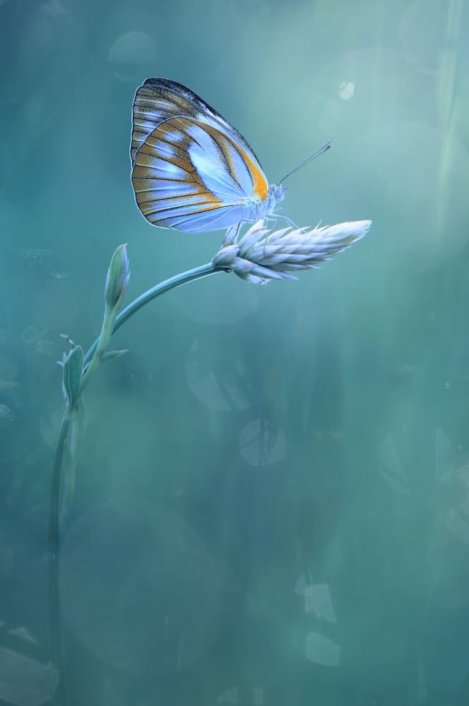 Soft Blue Butterfly Dream by Edy Pamungkas — canvas wall art