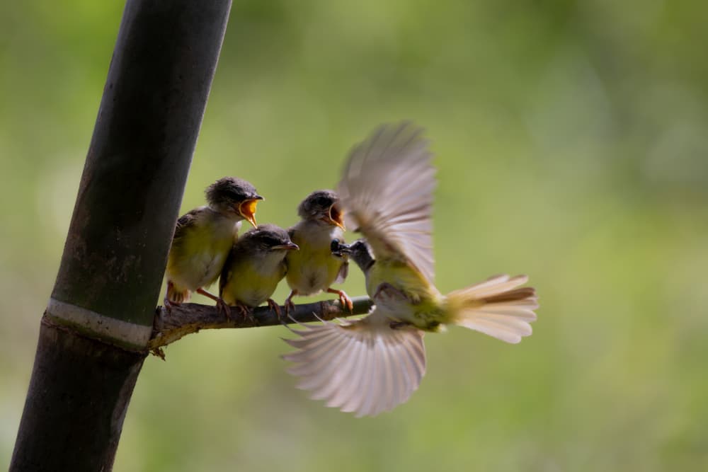 Hungry Baby Birds by Lisdiyanto Suhardjo — canvas wall art