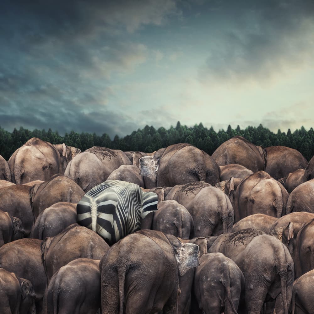 Zebra Among Elephants by hardibudi — canvas wall art
