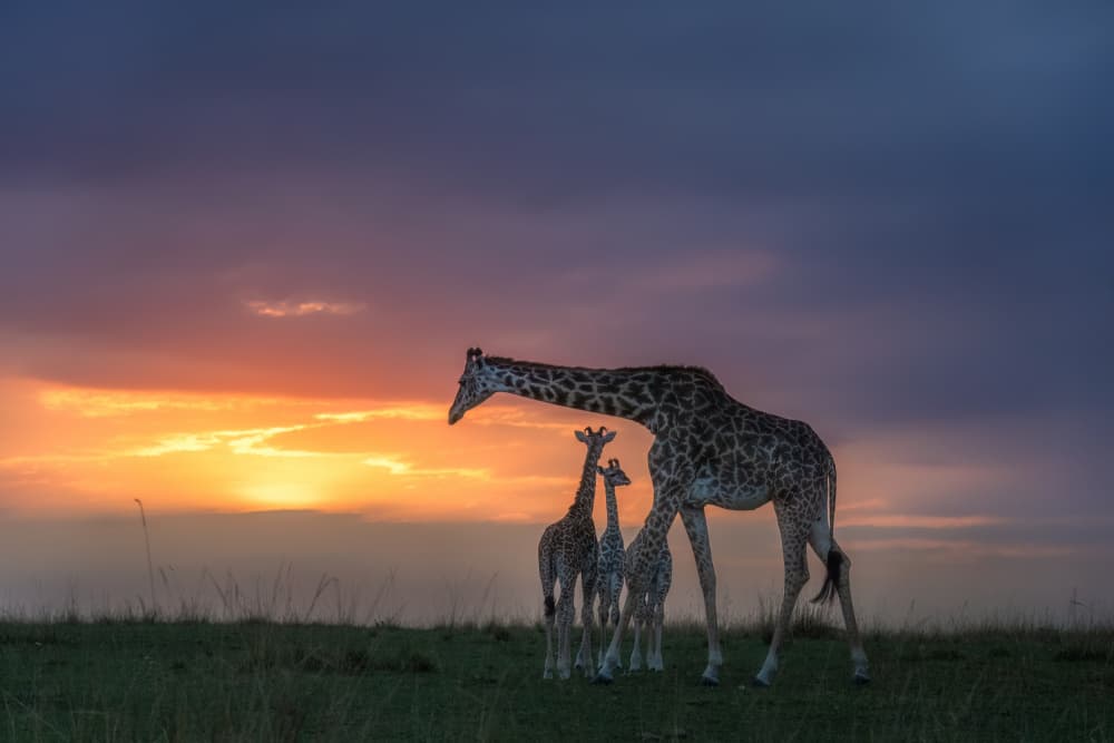 Giraffe Family Sunset by MIN LI — canvas wall art